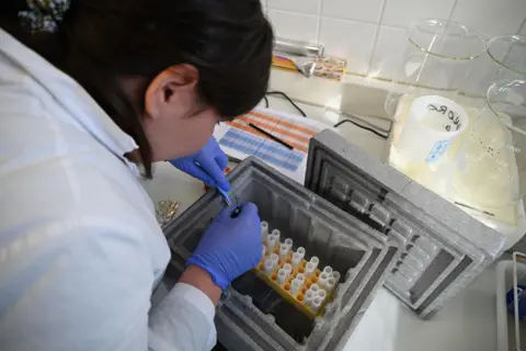 Stéphane Lesbats A female scientist with brown hair, wearing a white labcoat and wearing blue globes, uses tweezers to extract a small marine sample from a test tube. There are a series of test tubes standing upright in a yellow tray within a grey box. All around is lab equipment including beakers. 