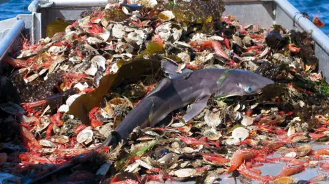 Getty Images A small brown shark lies on a boat amidst seaweed, clams and pink shrimp. 