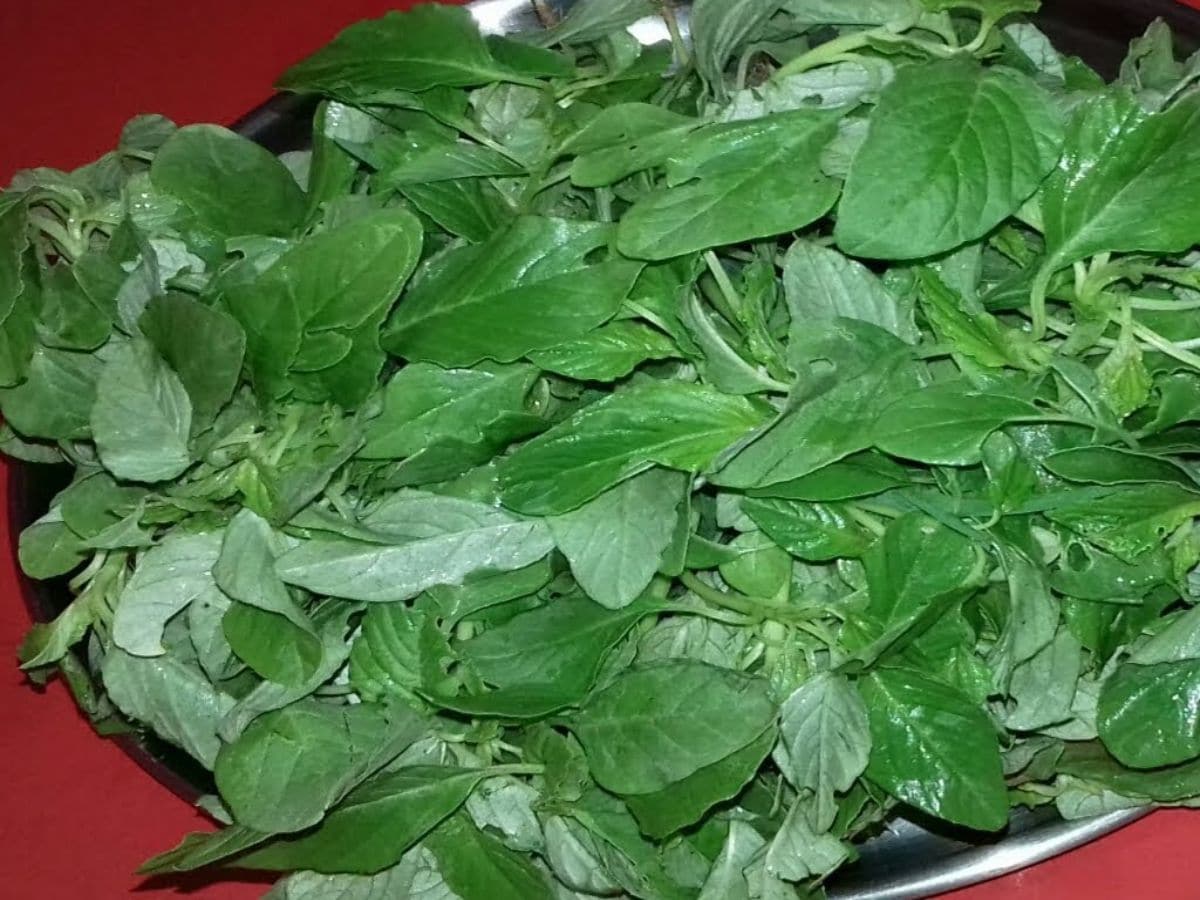 The saag is seasonal and most commonly available during the four months of the monsoon. Markets in eastern India sell it for as little as Rs 40 per kilo, making it one of the most affordable sources of nutrition for rural and urban households alike. (News18 Bengali) The saag is seasonal and most commonly available during the four months of the monsoon. Markets in eastern India sell it for as little as Rs 40 per kilo, making it one of the most affordable sources of nutrition for rural and urban households alike. (News18 Bengali)