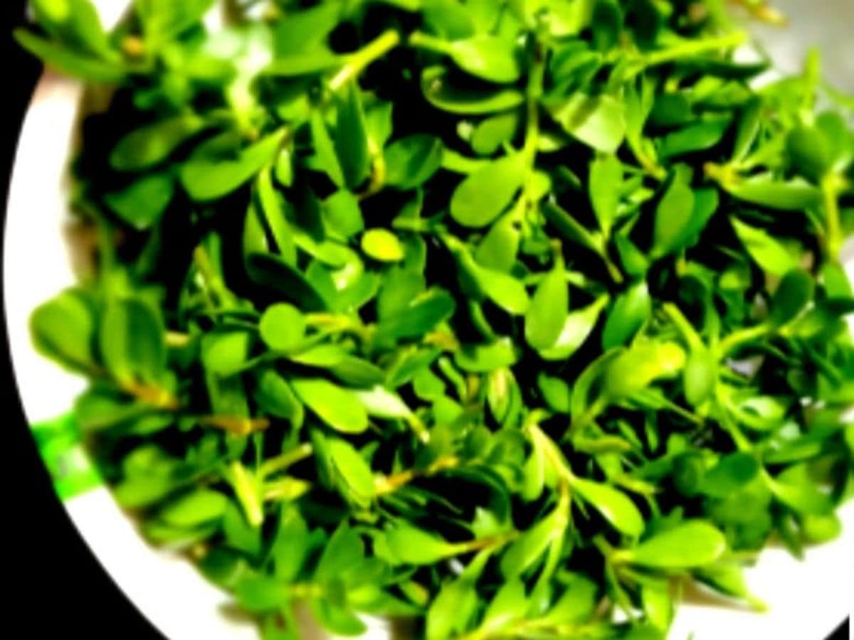 In tribal communities across Jharkhand, Chhattisgarh and Bengal, Genhari Saag has been part of food traditions for generations. Families even prepare dishes with this saag to welcome daughters-in-law and guests, underlining its cultural importance. (News18 Bengali) In tribal communities across Jharkhand, Chhattisgarh and Bengal, Genhari Saag has been part of food traditions for generations. Families even prepare dishes with this saag to welcome daughters-in-law and guests, underlining its cultural importance. (News18 Bengali)