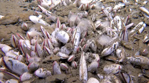 IDSSE/CAS Pinkish-white creatures that kook like clams are protruding from brown seabed sediment. They are inerspersed by white, spiny, free-swimming animals called polychaetes. This image was captured at depths of almost 6km in a Pacific ocean trench 