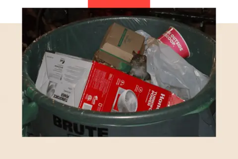 Getty Images  A rat sticks its head out of a garbage in New York