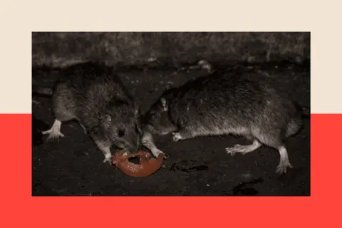 AFP via Getty Images Two rats eat a slice of tomato