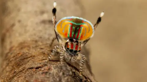 Jonah Walker This spider is on a branch with two legs in the air. It has a bright orange abdomen with green and red markings