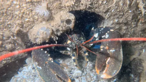 ARC Marine A brown lobster, with bright orange antennae, is peeking out of a hole in a grey cube underwater