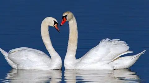 Getty Two swans with white feathers and bright orange-red beaks float on a blue pond. They swim close to each other, their beaks almost touching
